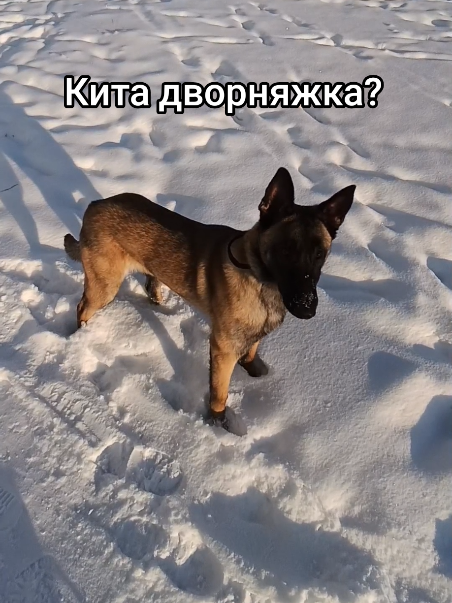 @⚡Кита from авито⚡