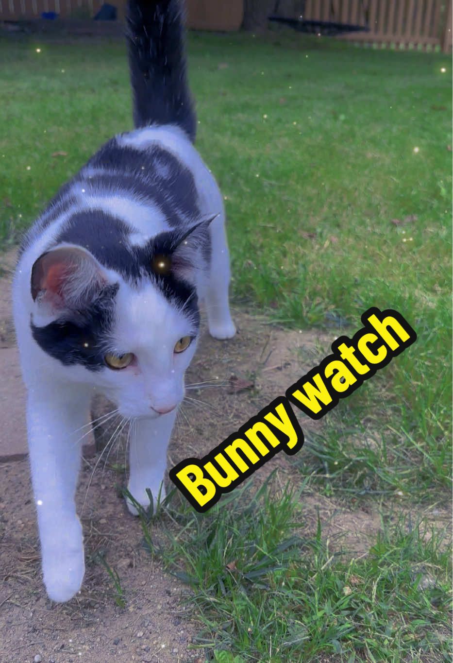 @cindy_clawpurrrr
