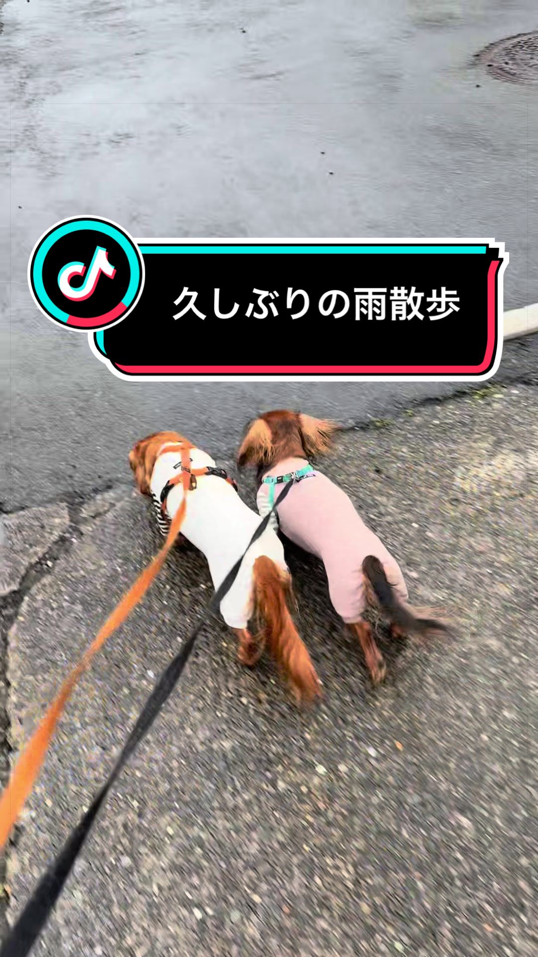 @ダックス愛好家(ワンワンパパ)