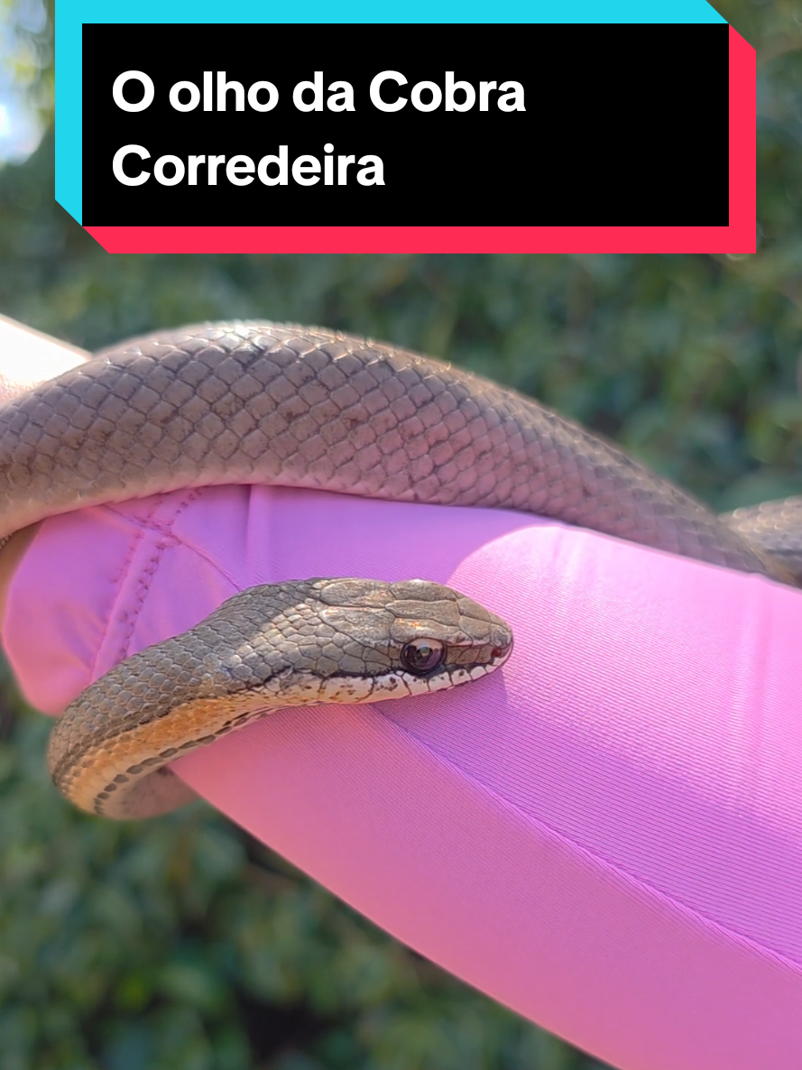 @Princesa das Serpentes