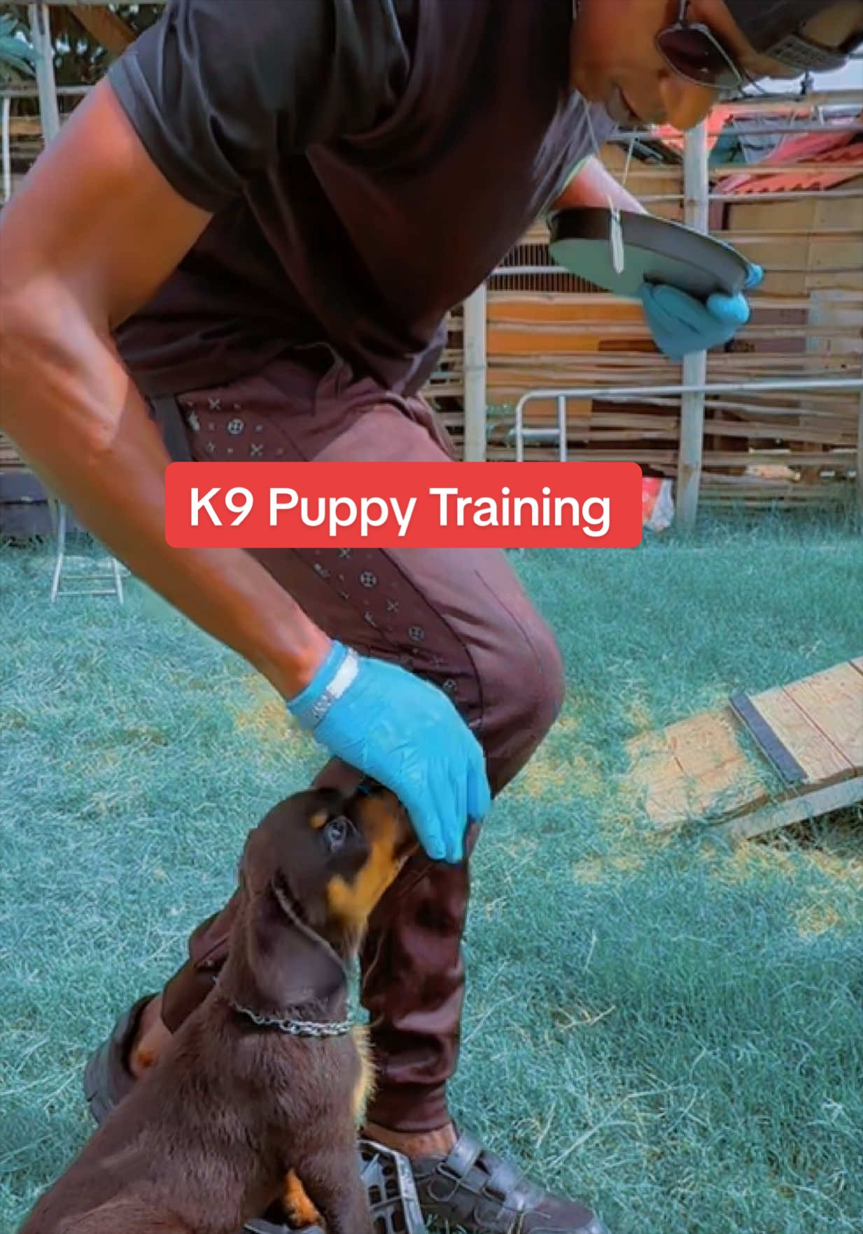 @Dog Master