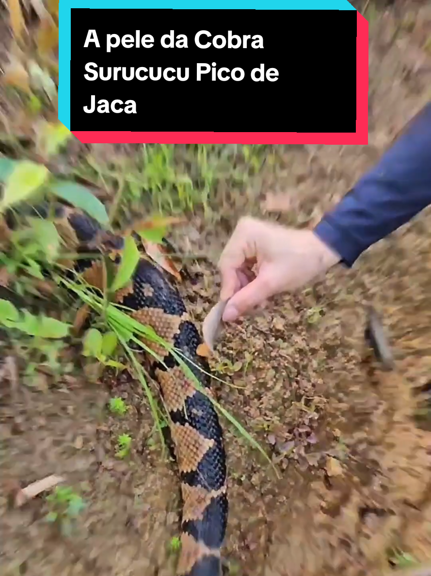 @Princesa das Serpentes
