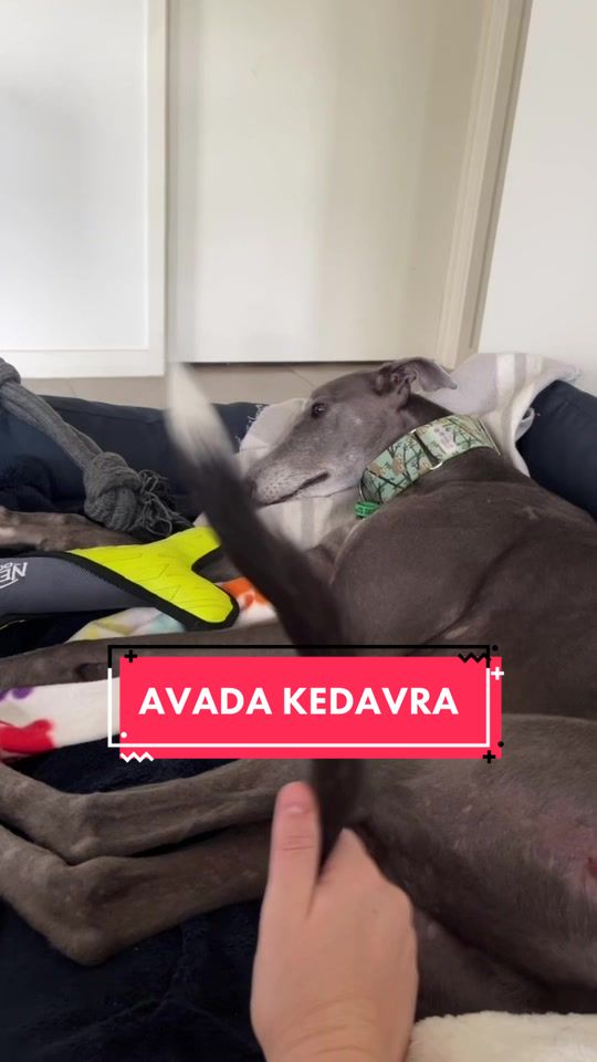 @harrythegreathound