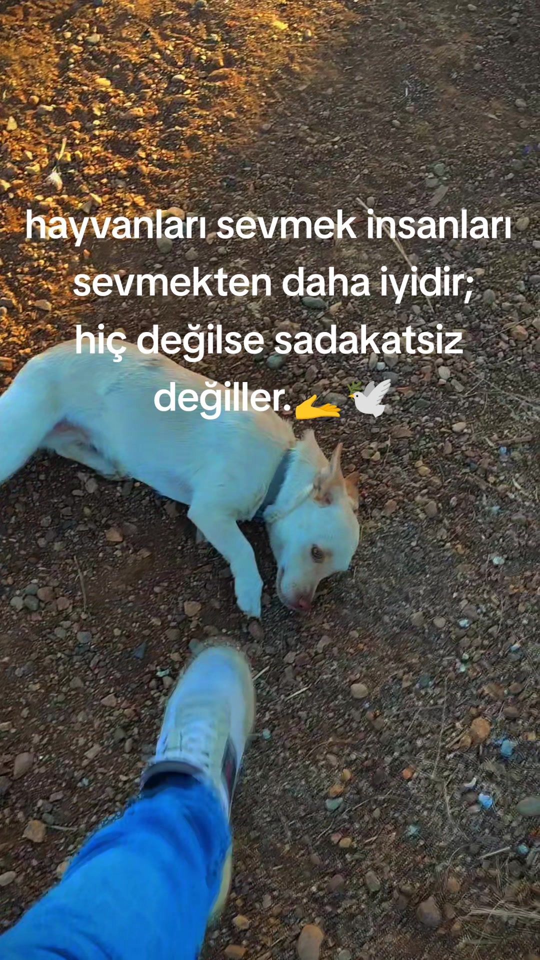 @İbrahim dertli