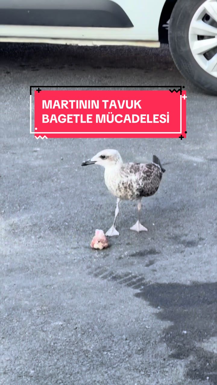 @Erdem Öner