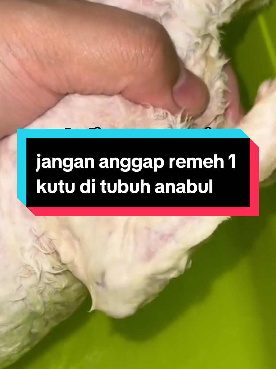 @dunia kucing