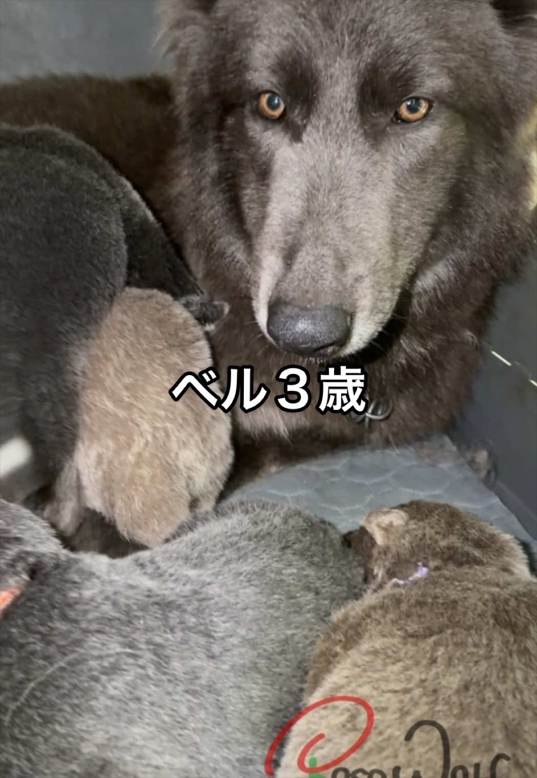 @ローズウルフ/ウルフドッグ犬舎
