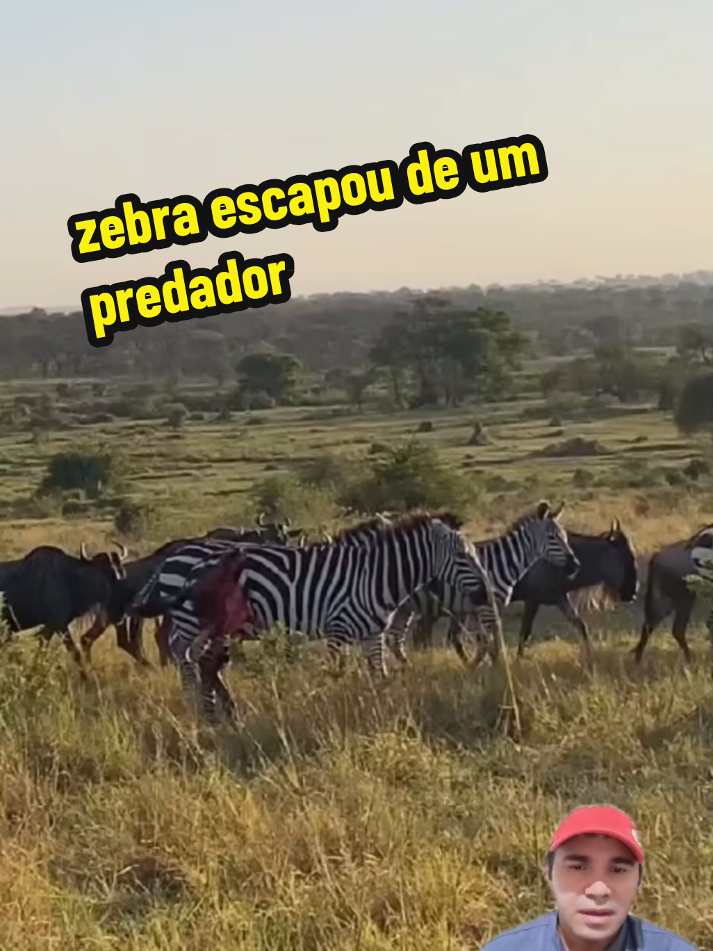 @GOROROBA 2026