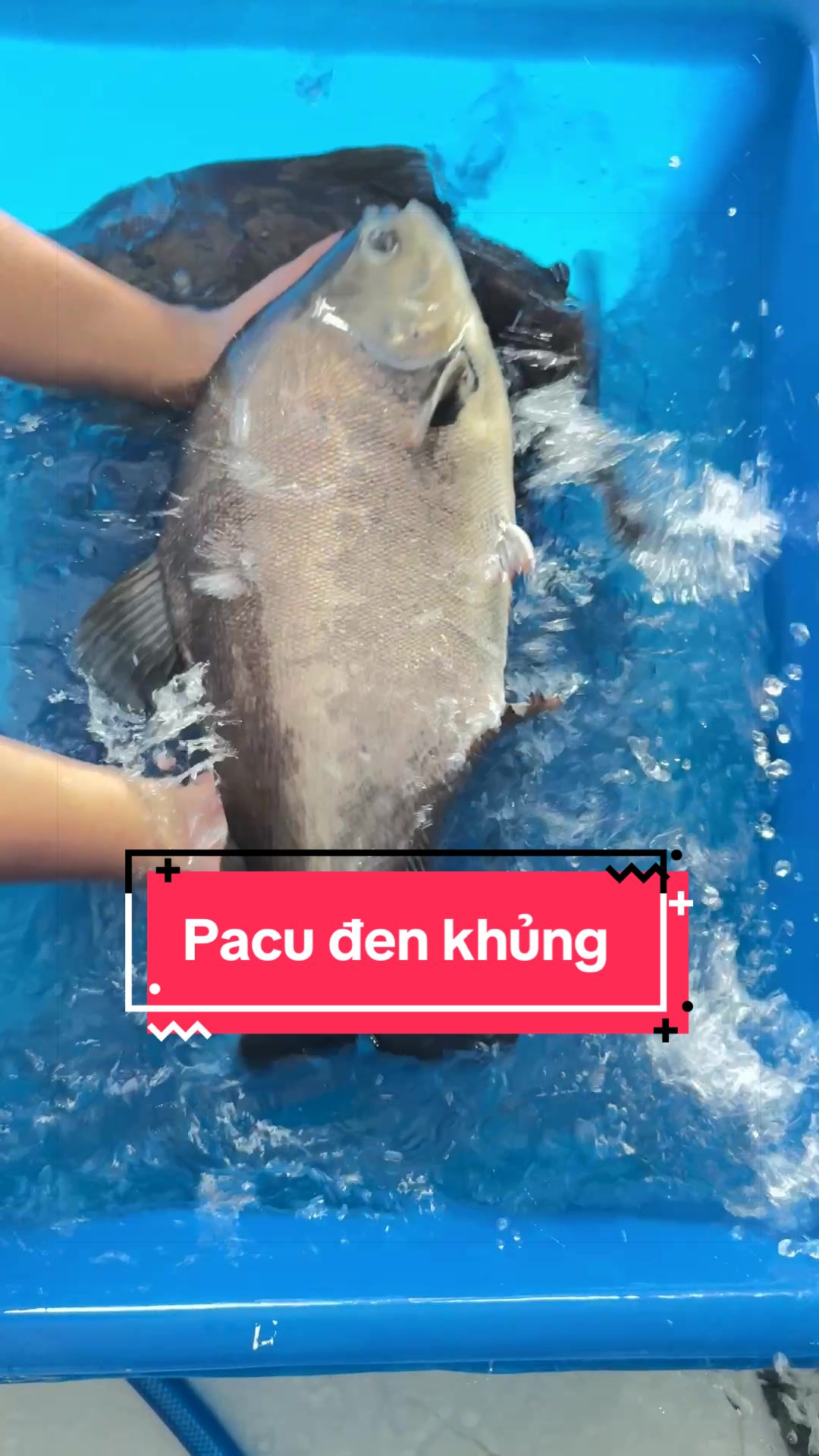 @Phát Đạt Bán Cá 😎🐠🦈