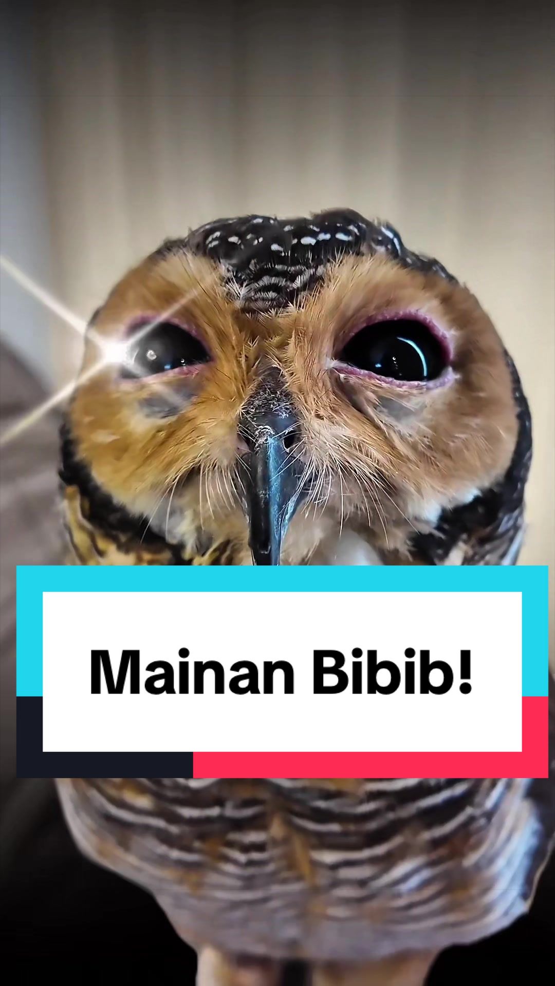 @Bibib Family