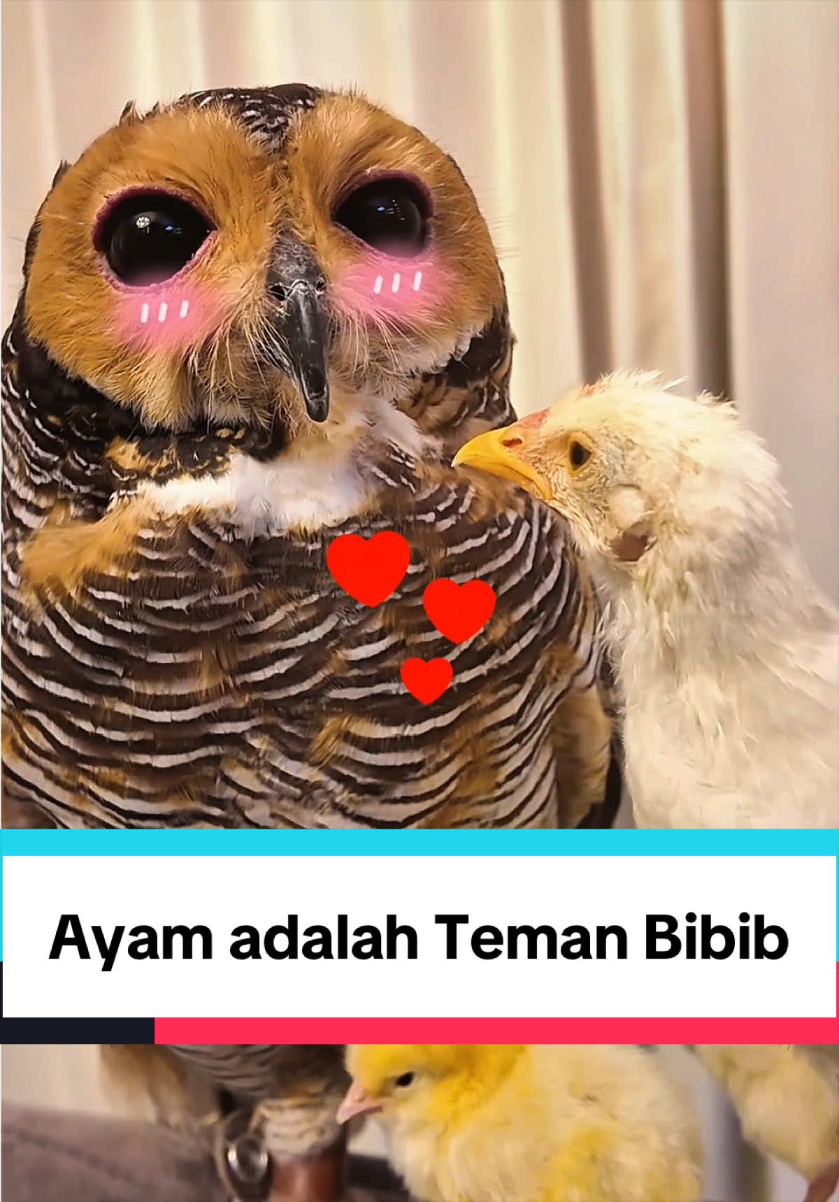 @Bibib Family