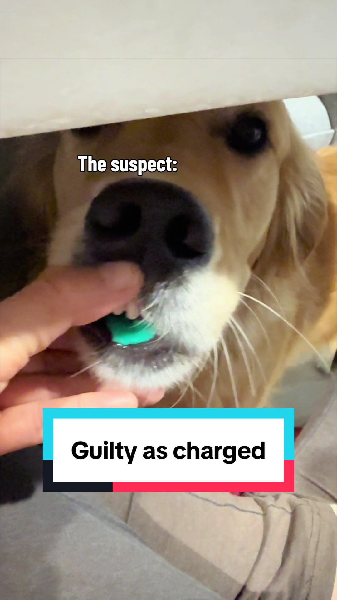 @3goldenretriever