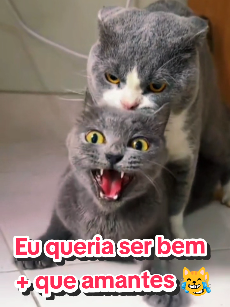 @Gatosetravessuras@10