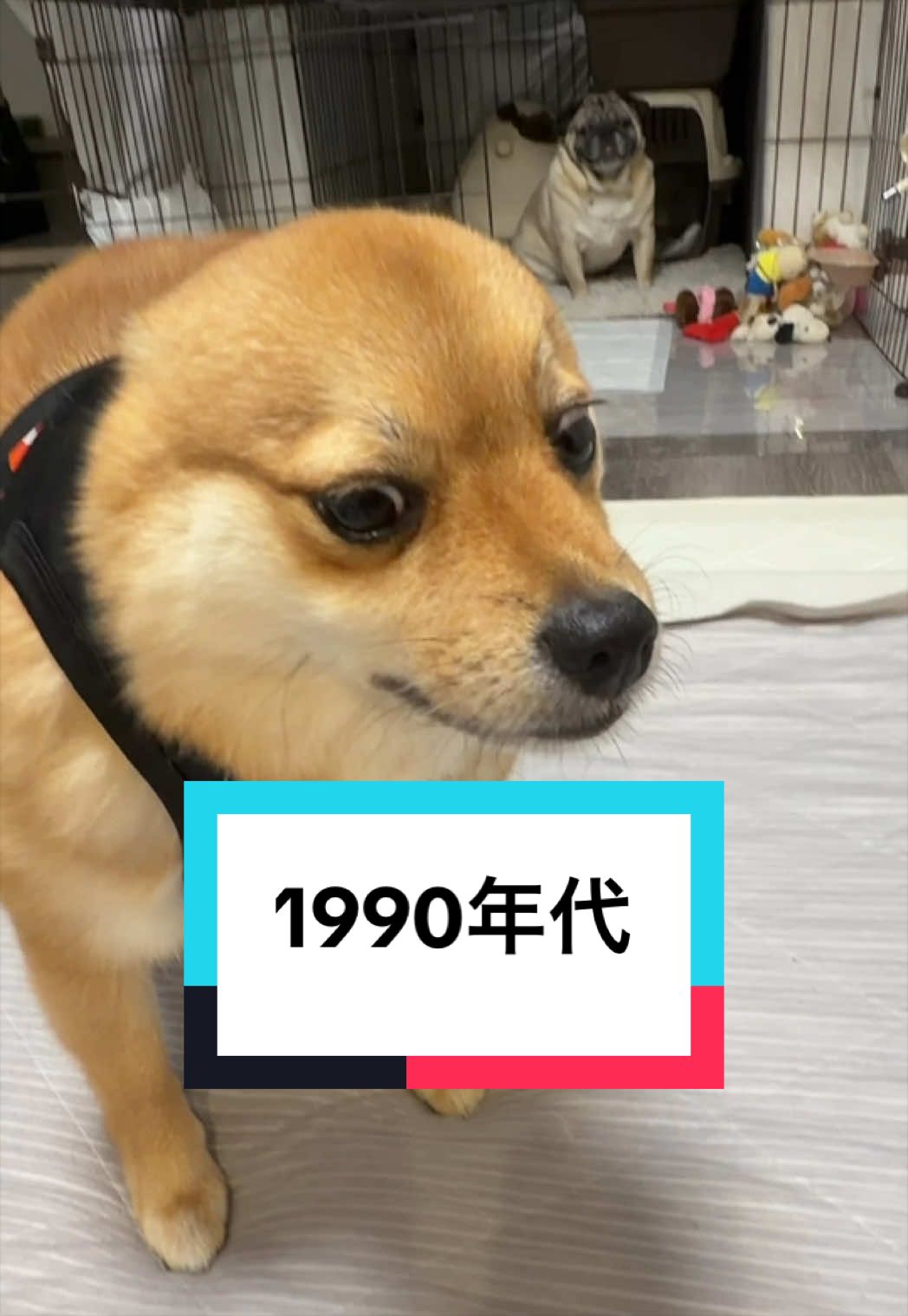 @🐶とん&ぺっぺこぺー🦊