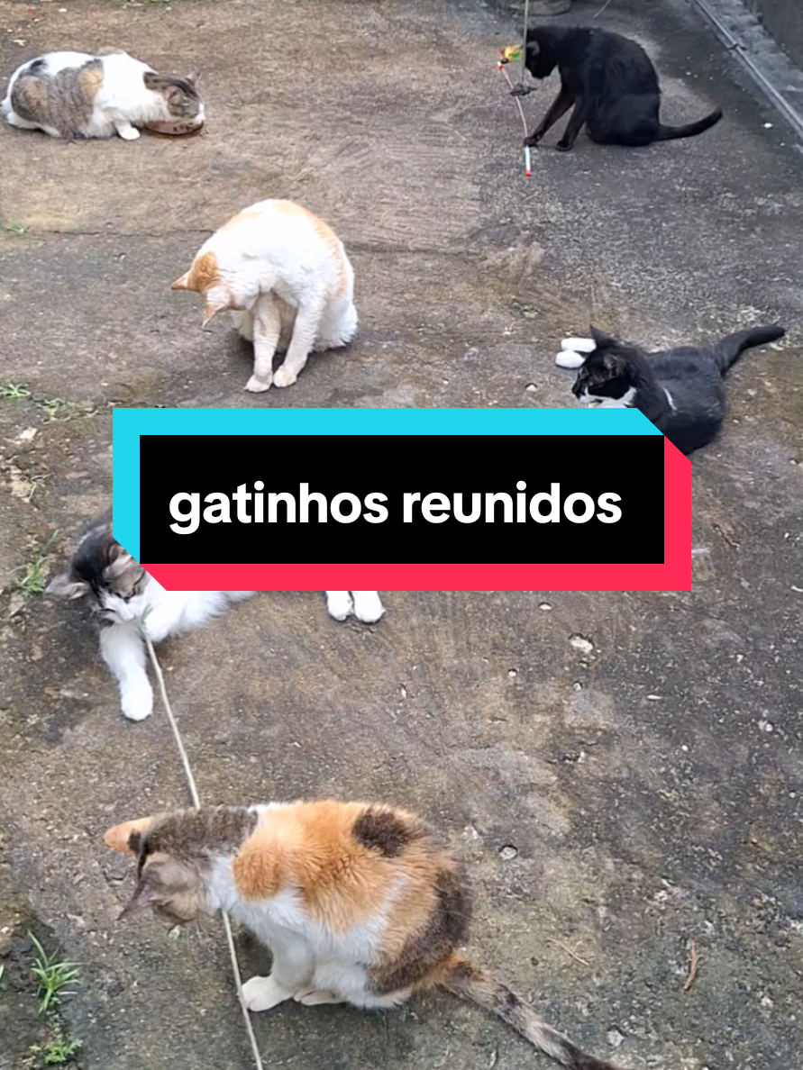 @casa dos gatos
