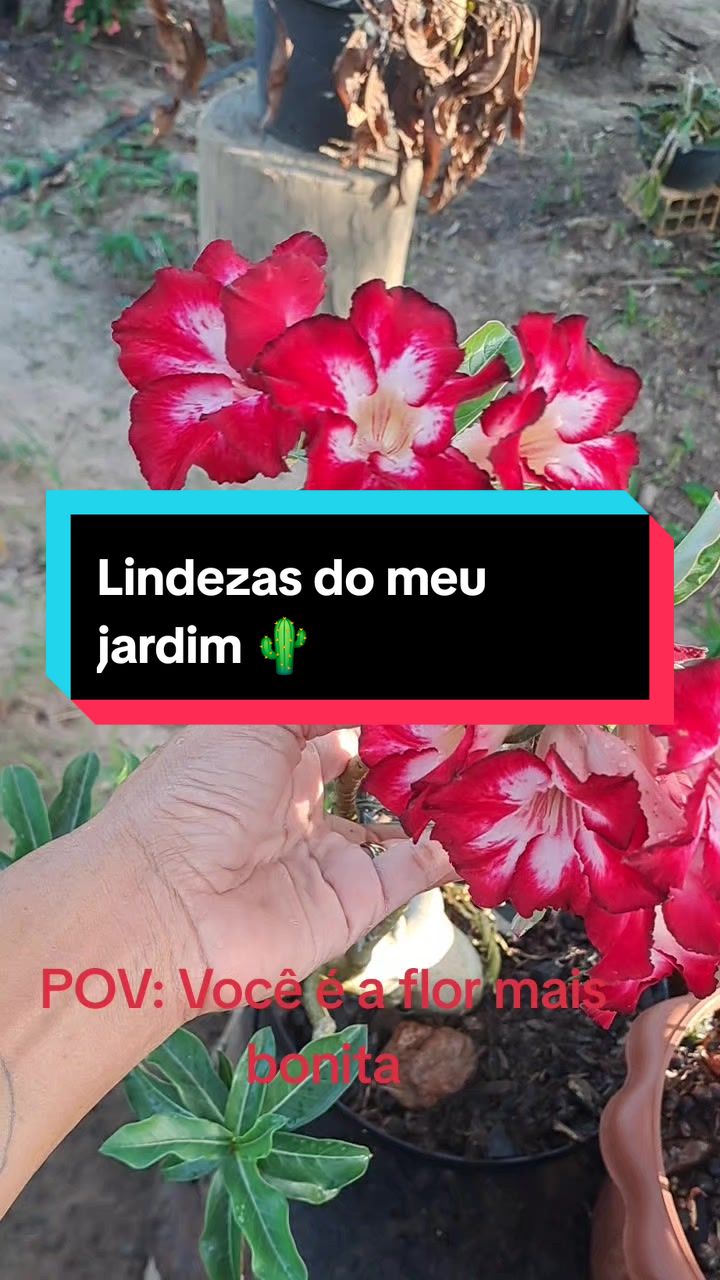 @Val Brito🌻✍️