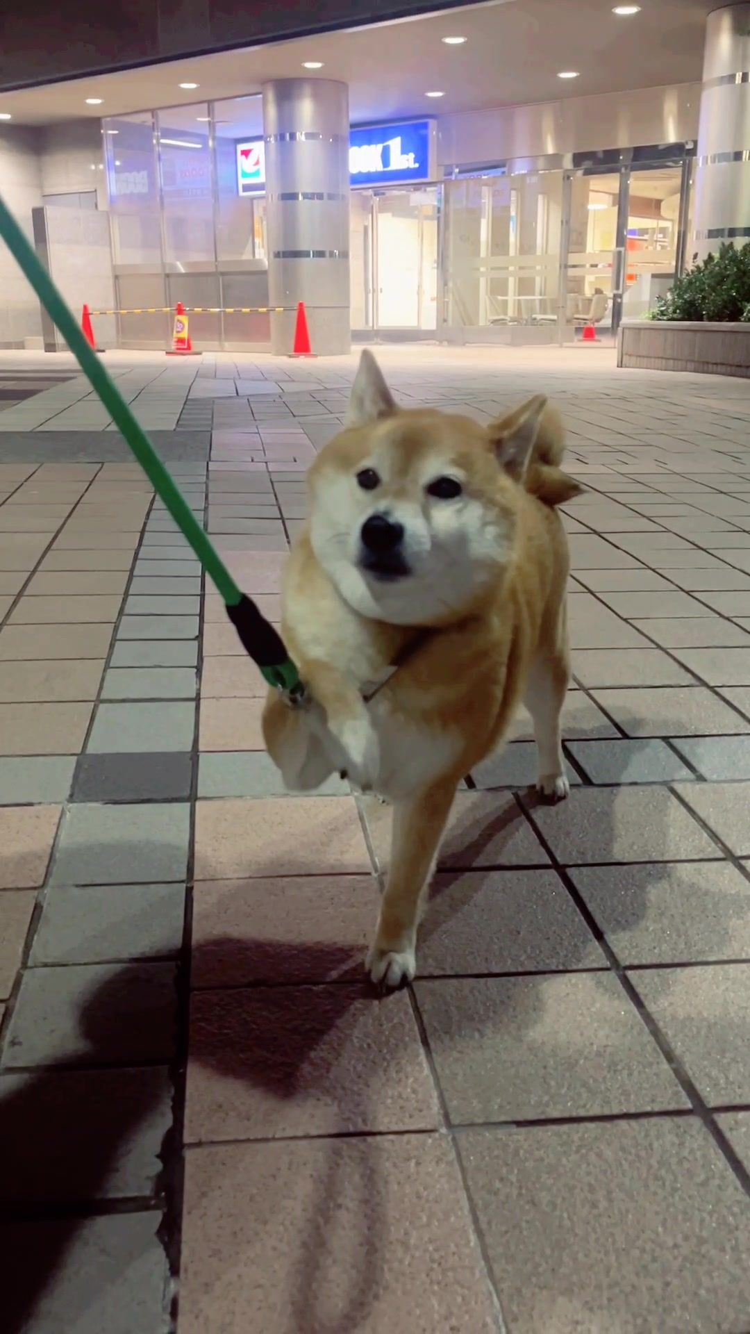 @柴犬とんこつ