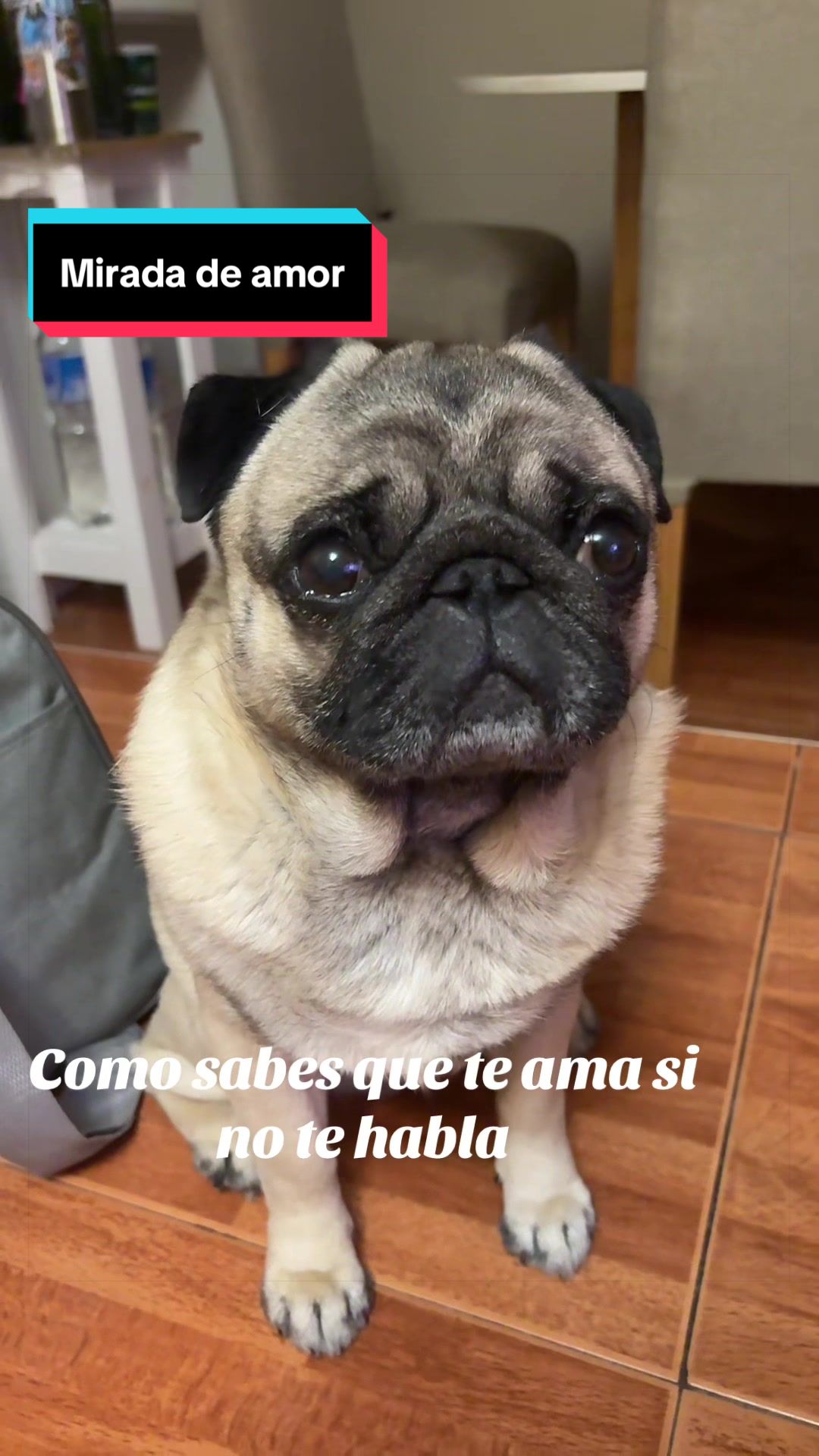@Lolito pug carlino
