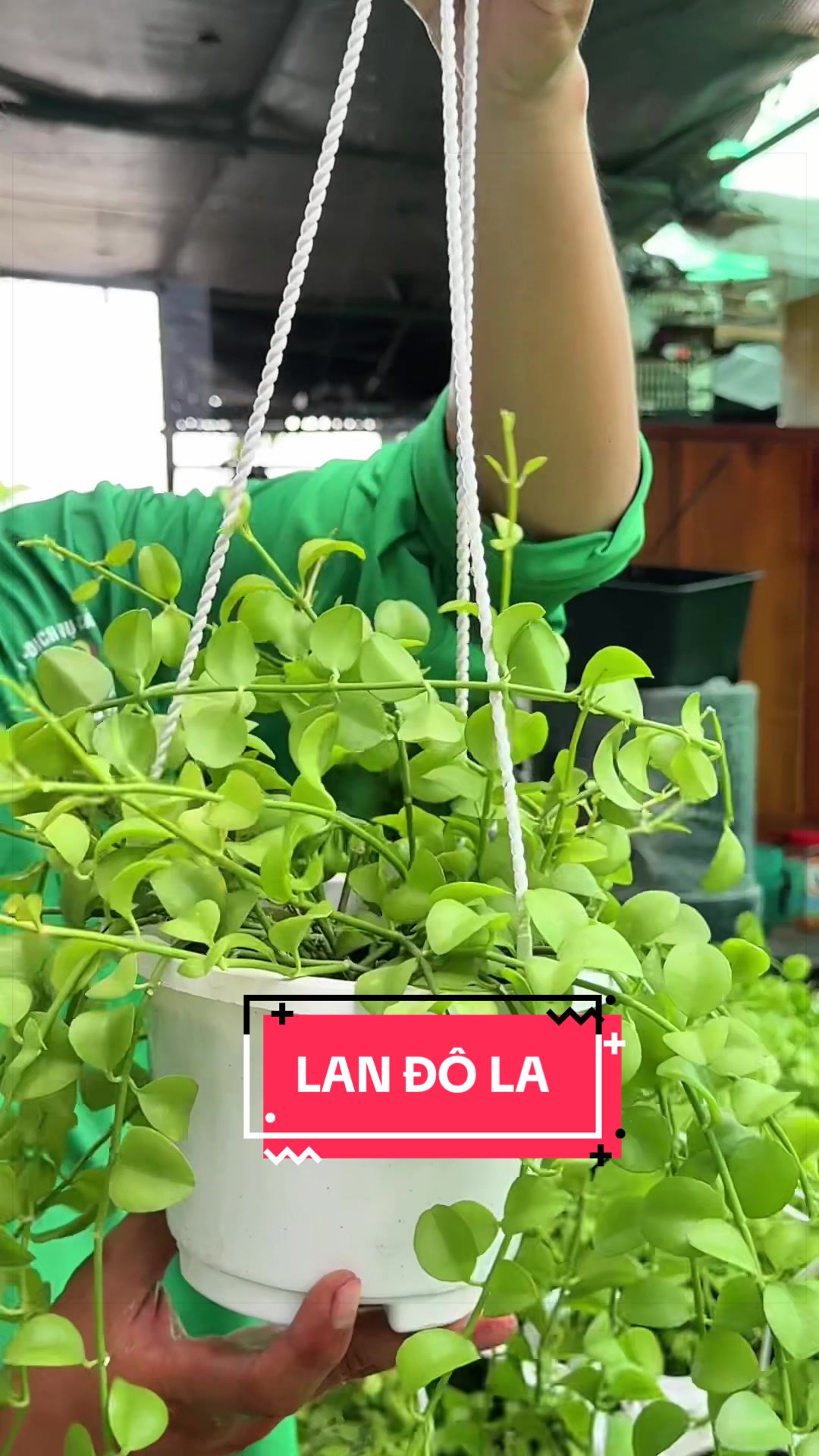 @C&acirc;y Xanh Phong Hồng