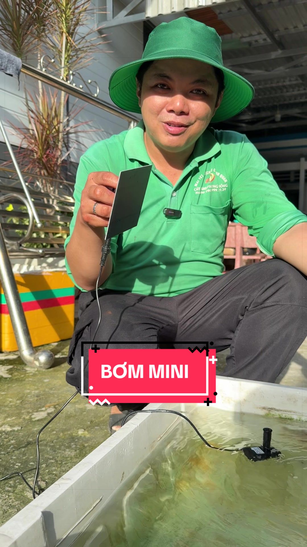 @Cây Xanh Phong Hồng