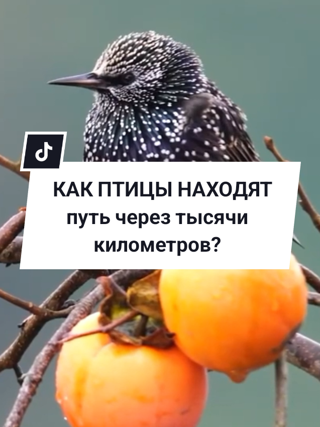 @Калейдоскоп фактов