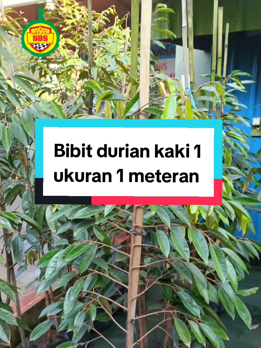 @Produksi Buah_SBS