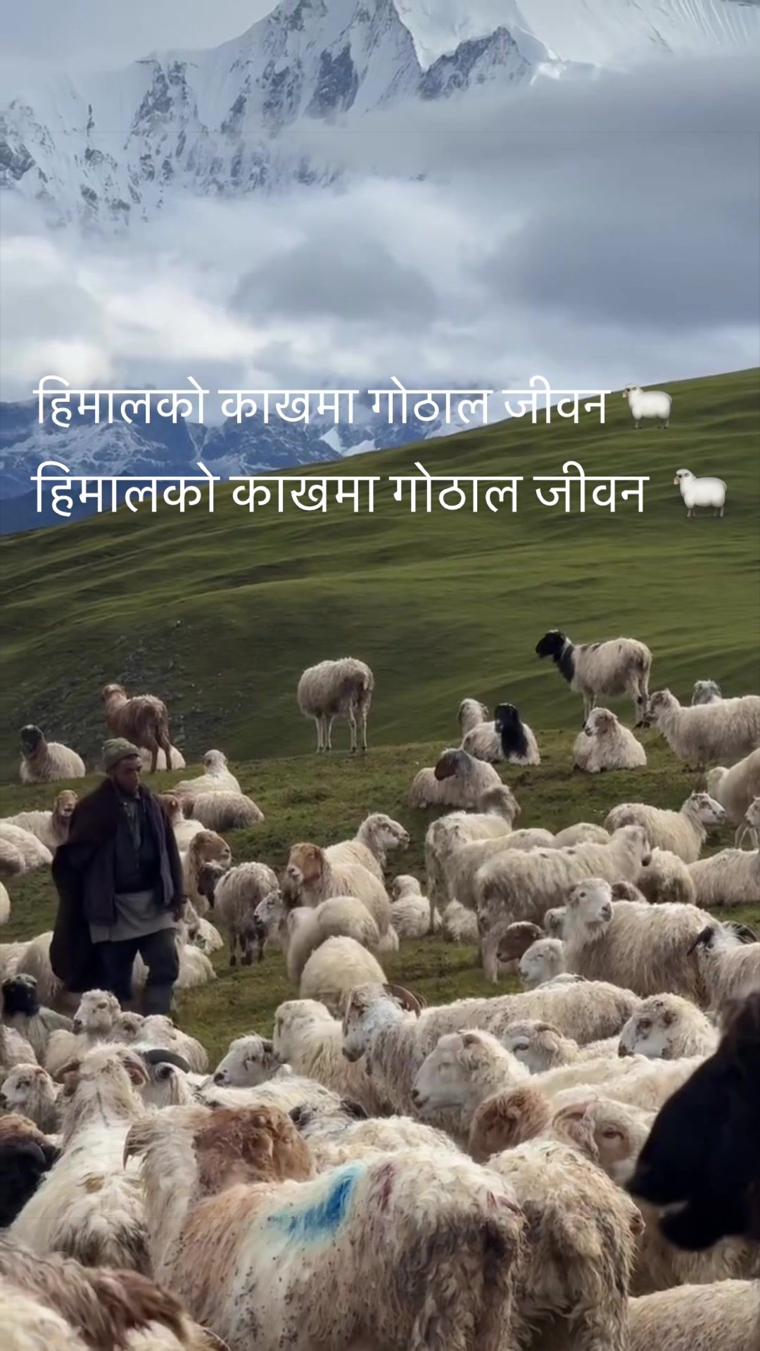 @Radi Pakhi (राडी पाखी )