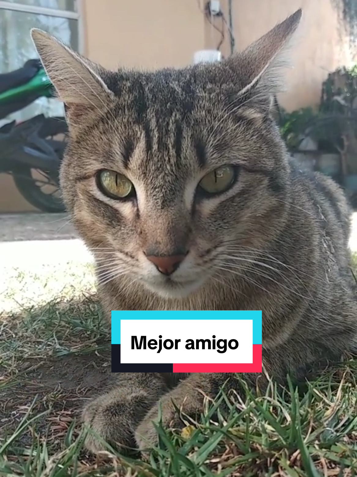 @Lunita🐱🌜