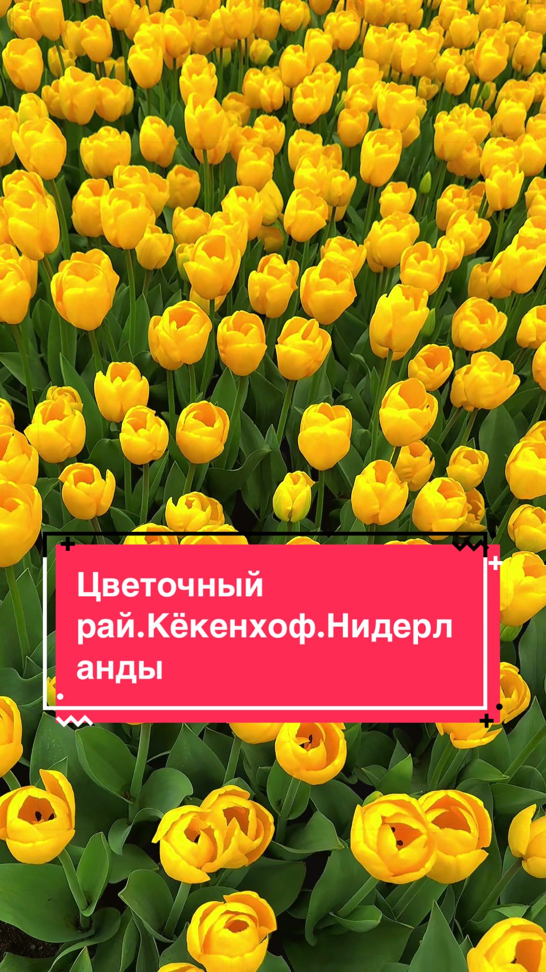 @OlenaWorld