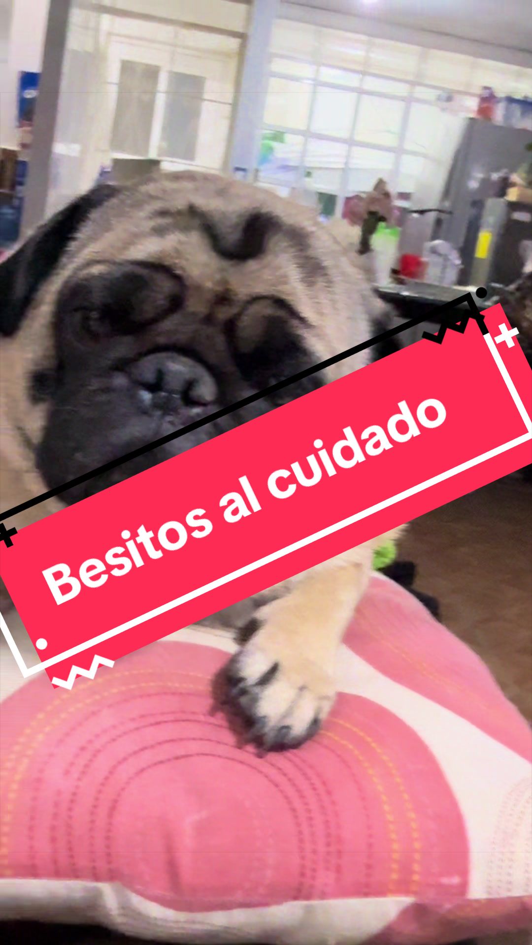 @Pugs en acción 🐶
