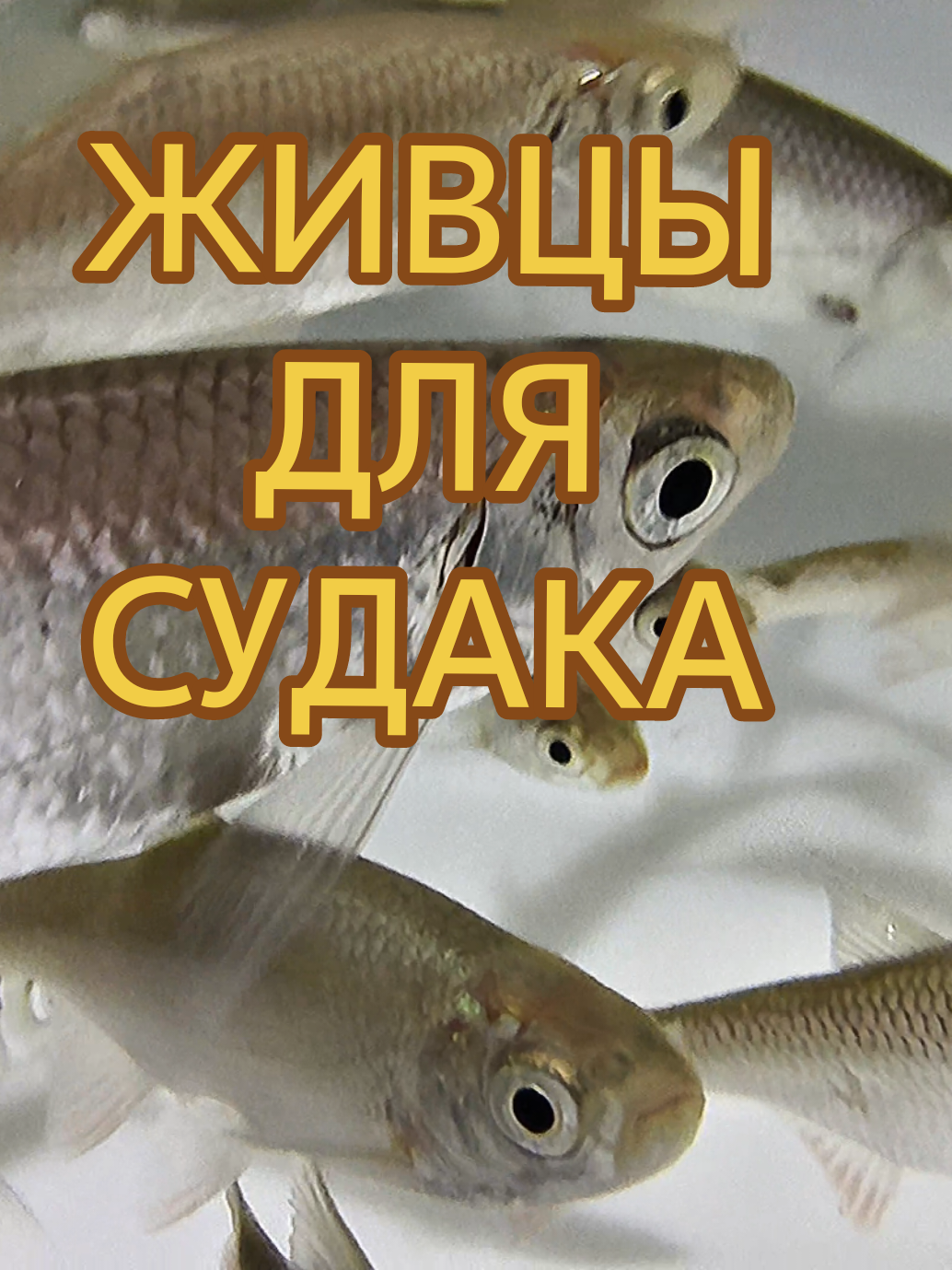 @Судак в Аквариуме