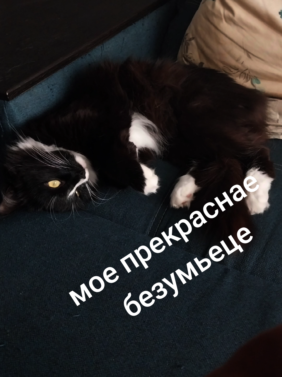 @лилац ∅ (котик хлыщ)