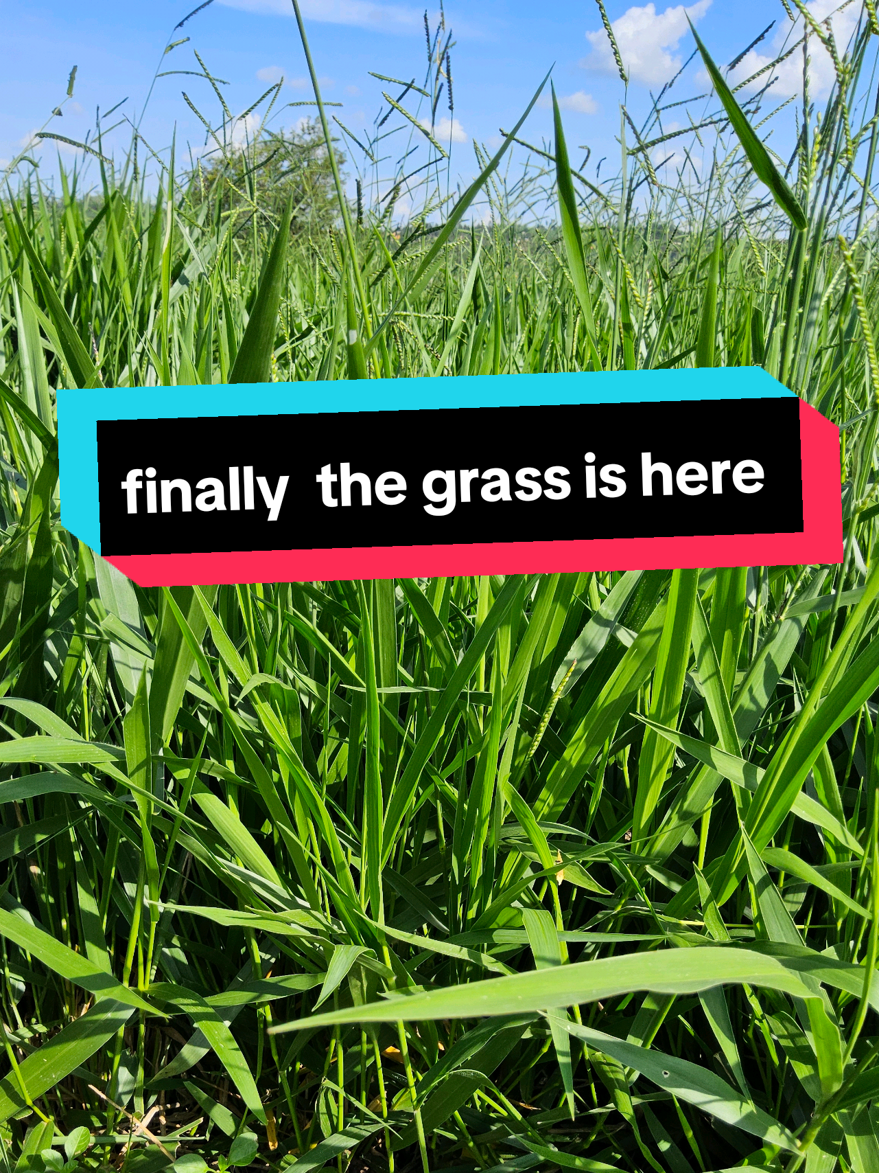 @itungo pastures