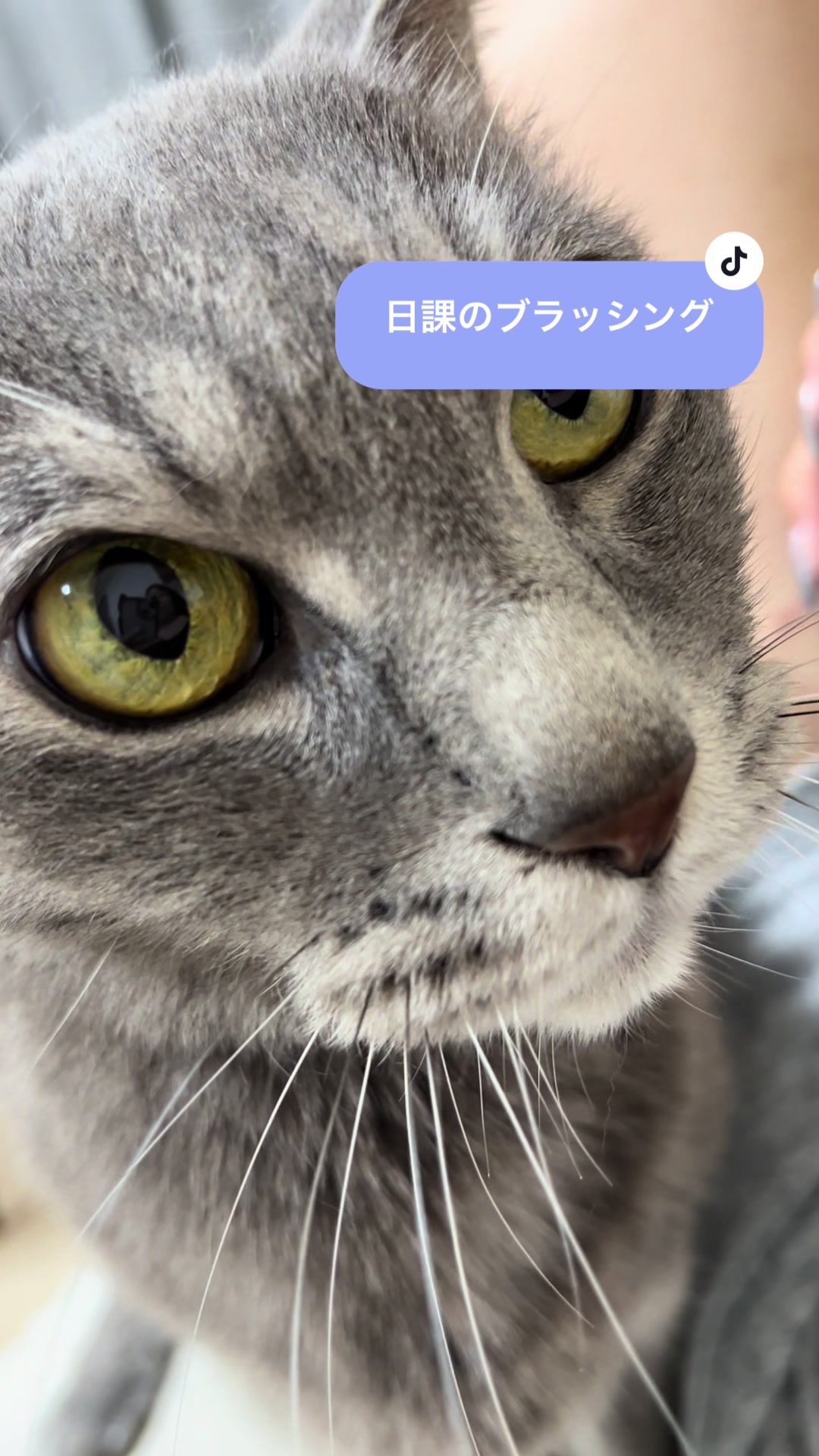 @くろねこ🐈⬛🩶🐈🤍