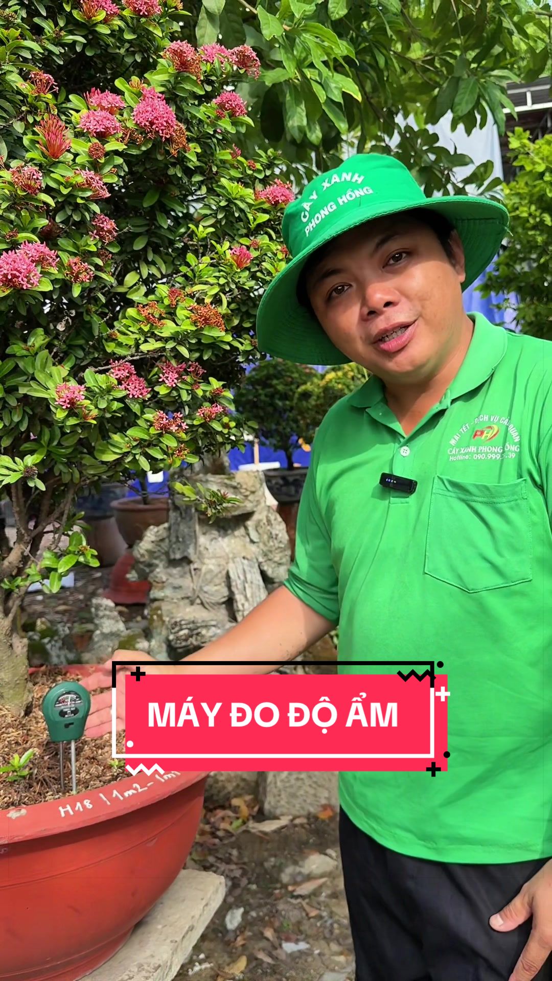 @C&acirc;y Xanh Phong Hồng