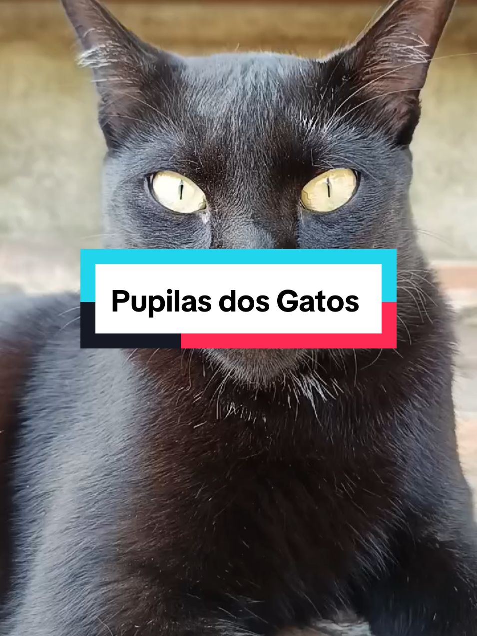 @Estilo Fucinho😻Personalizados