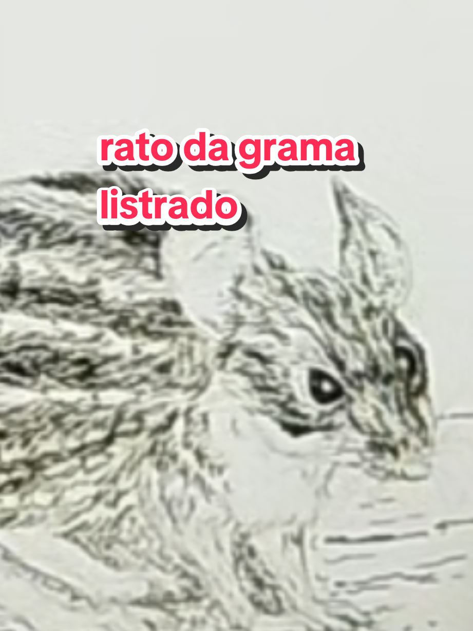 @Afonso Henrique