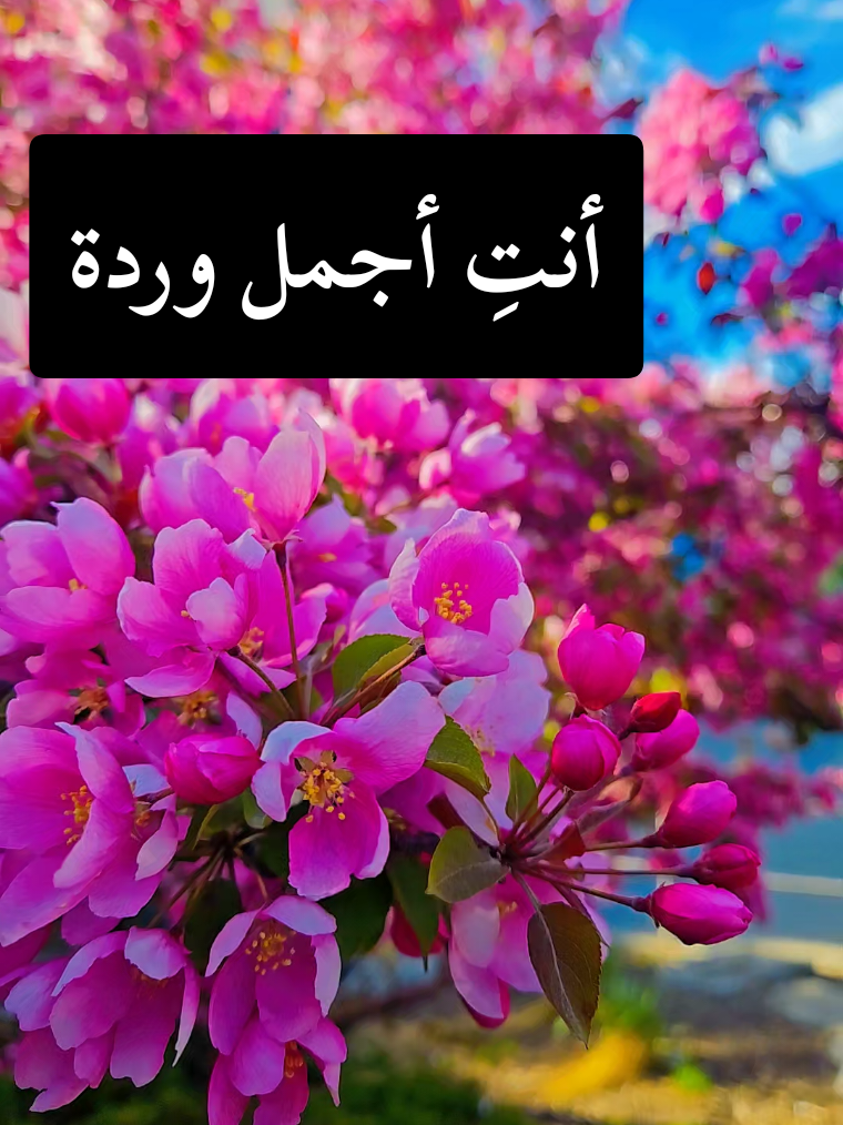 @🍃🌸Tahani Khafas🌸🍃