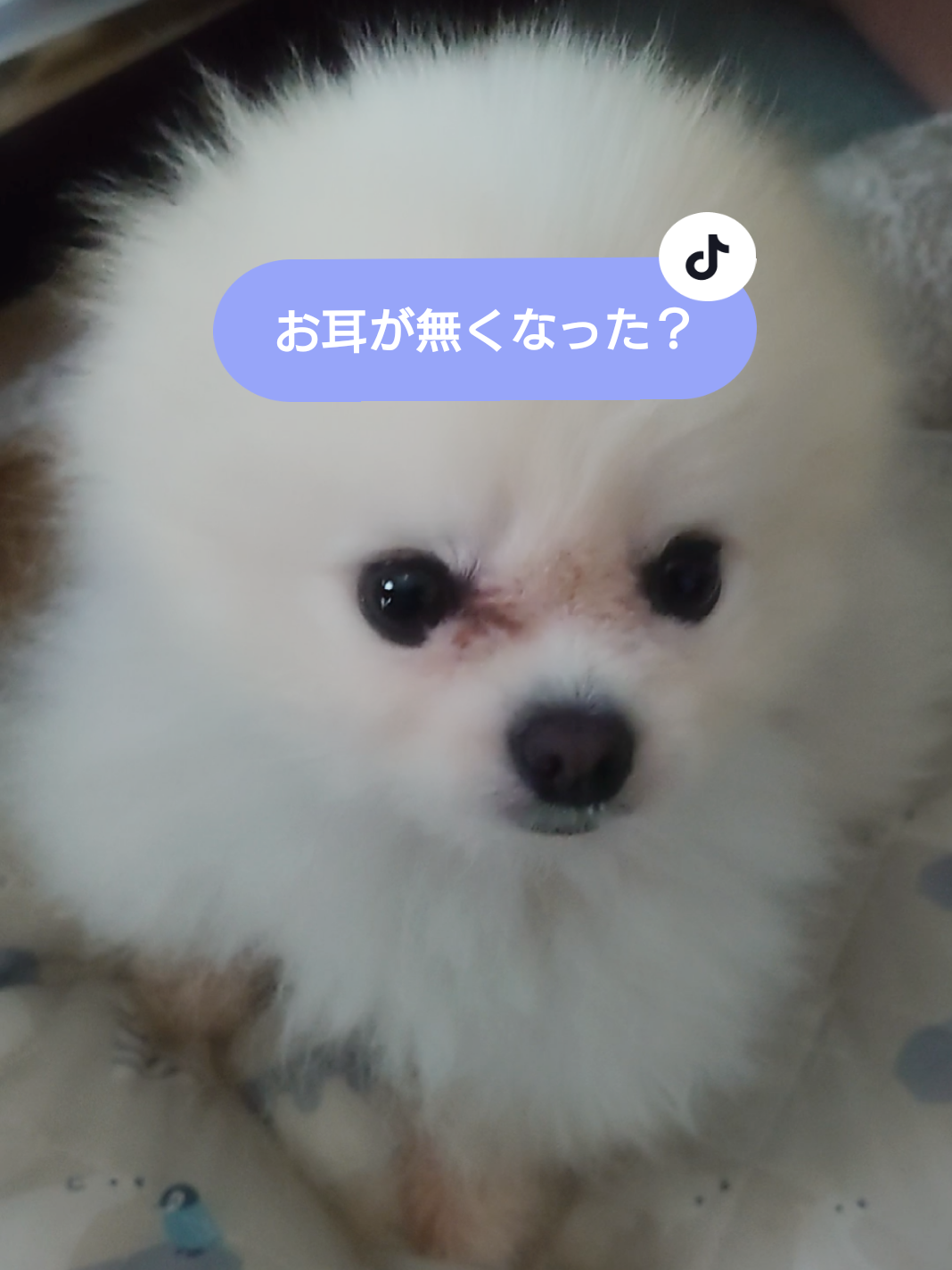 @ゆりあ&ぽんた🐶🐾