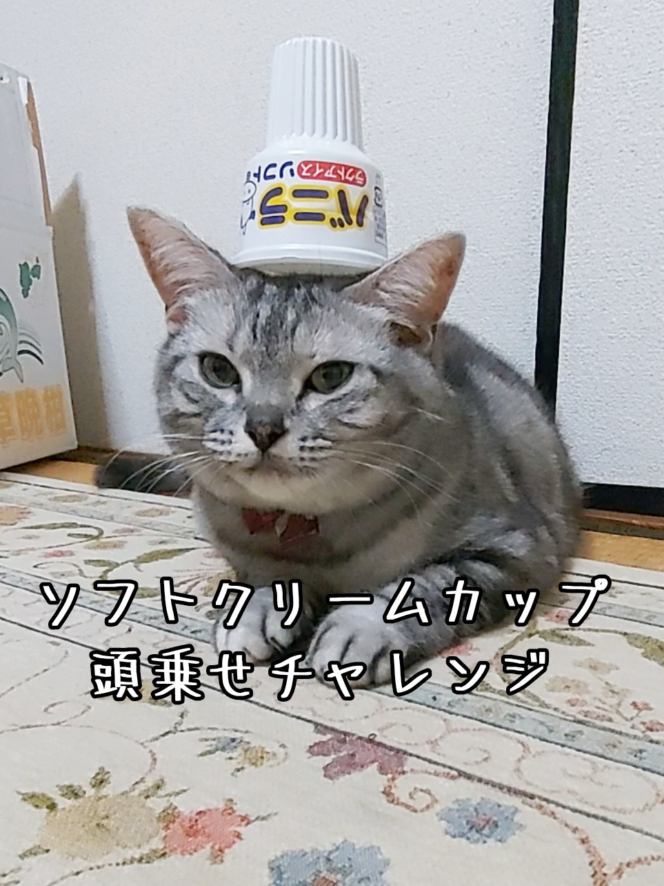 @ジュリちゃん