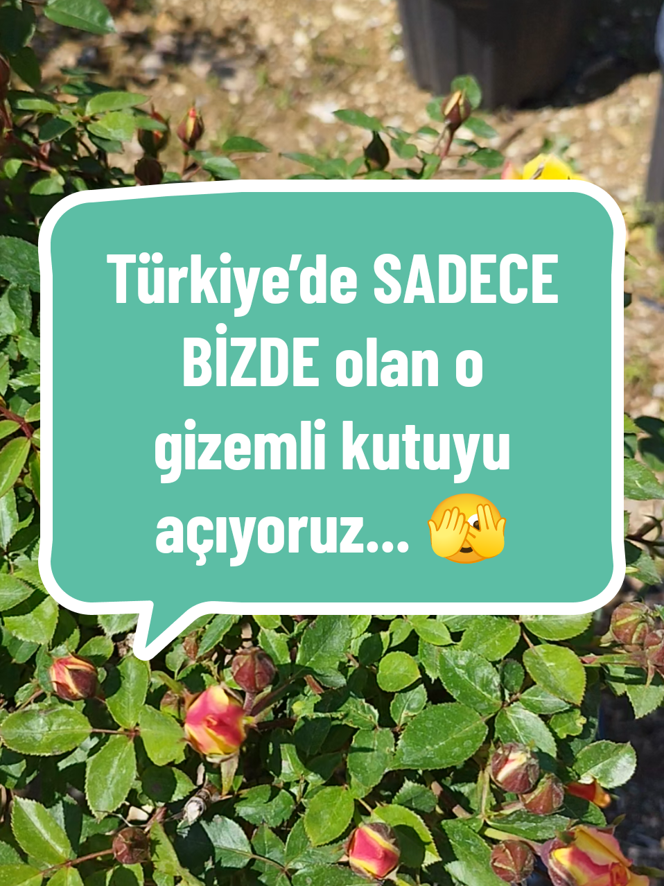 @Lotus bitki satışı