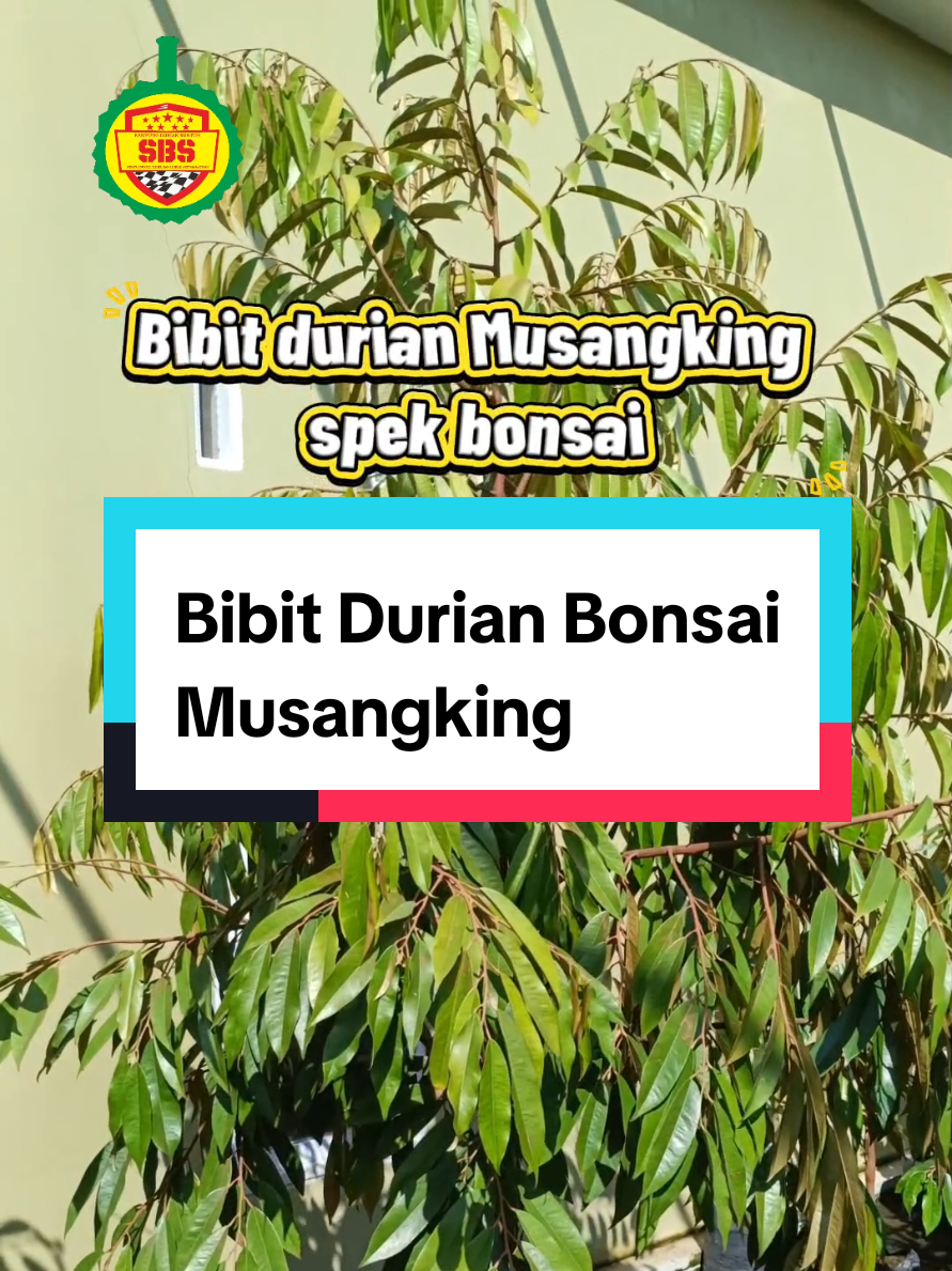 @Produksi Buah_SBS