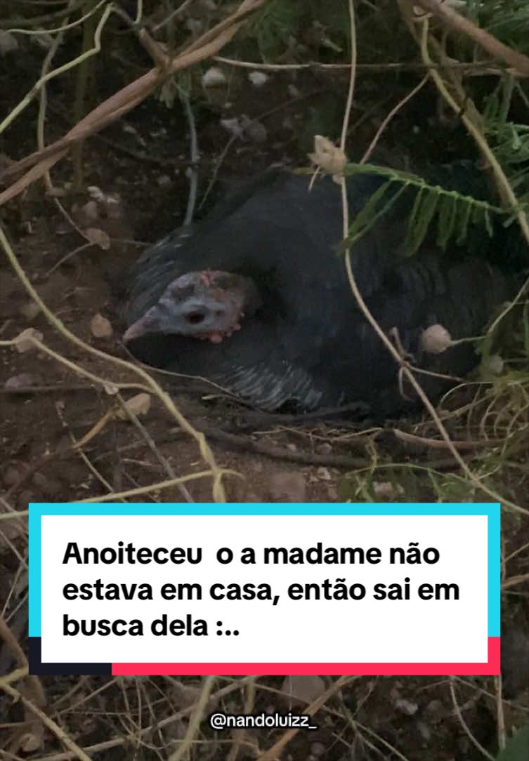 @Fernando Luiz
