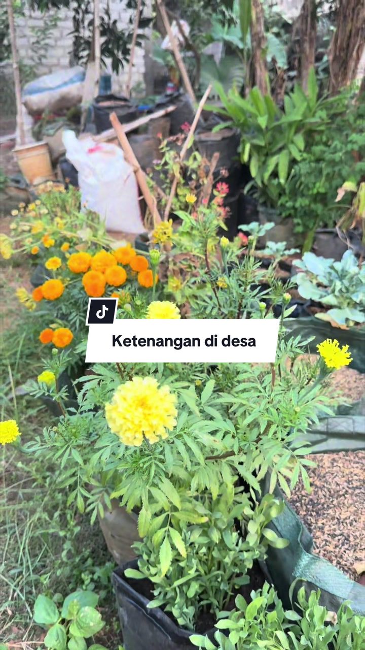 @Cess Garden 🌱