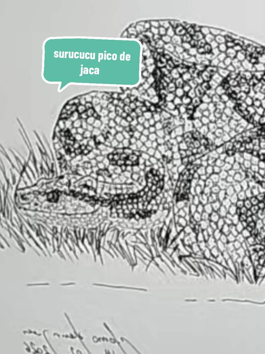 @Afonso Henrique