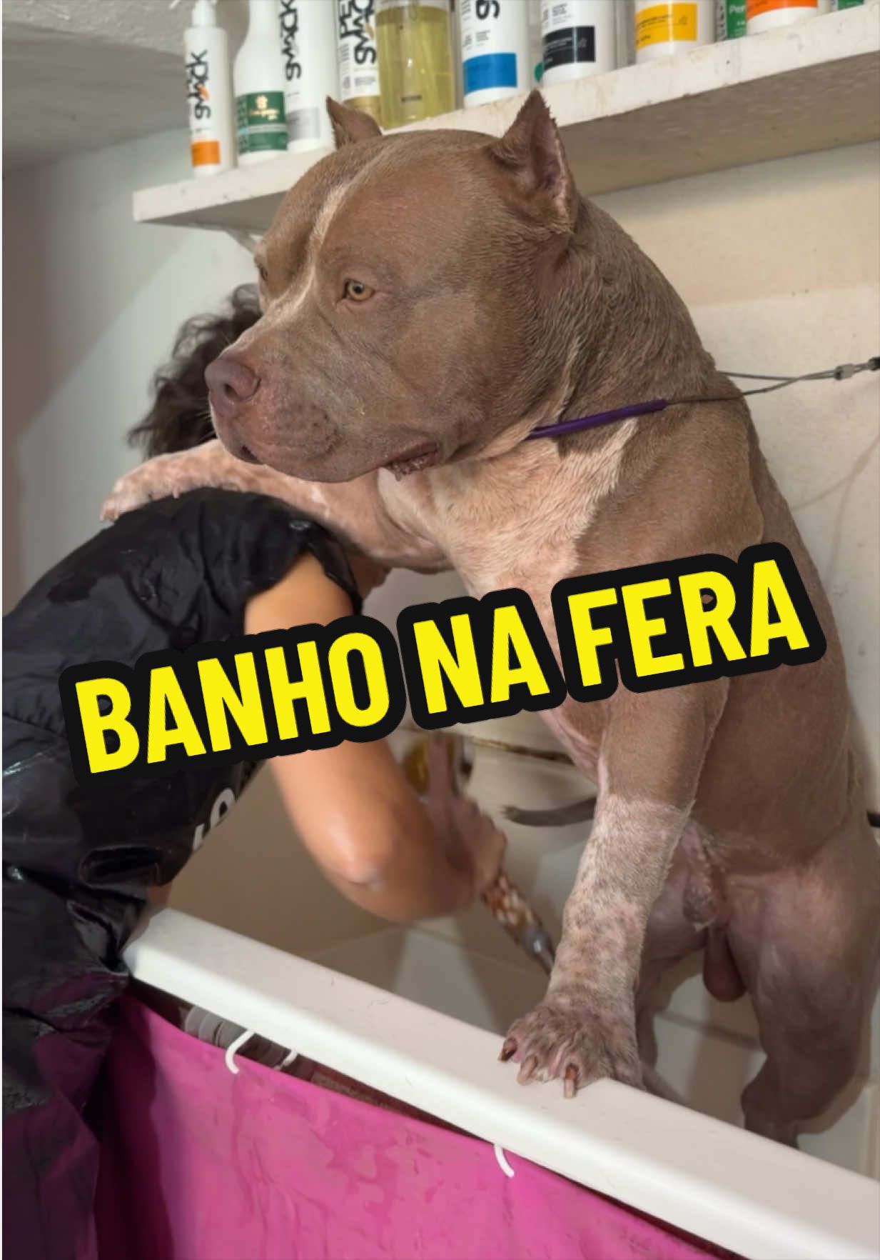 @Família Ragnar 🐶
