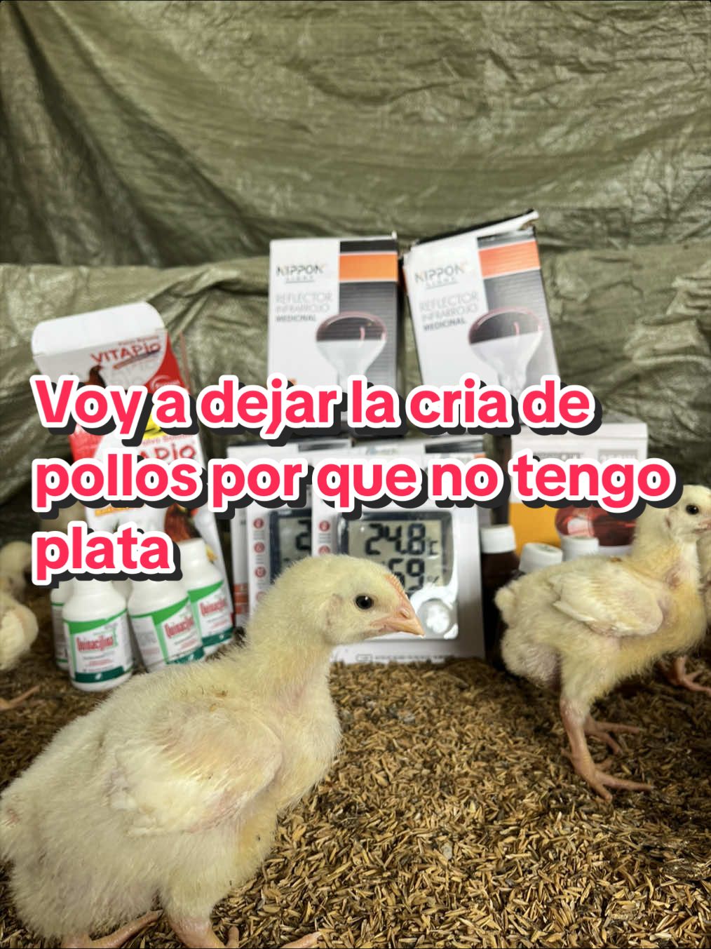 @elmagnatedelospollos
