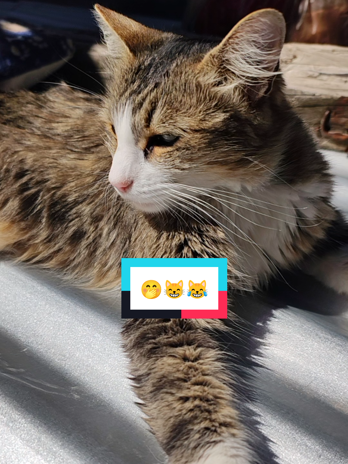 @Lunita🐱🌜