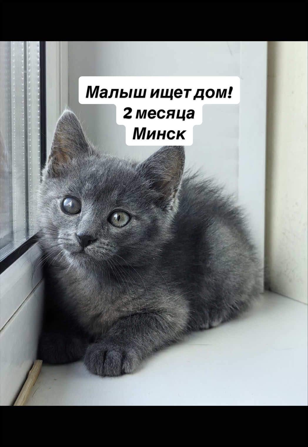 @Котята в дар!