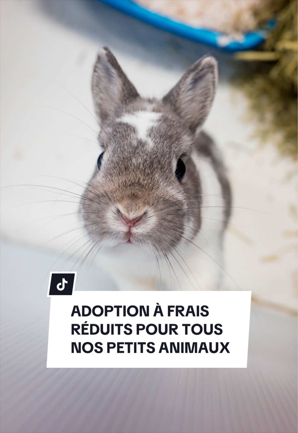 @Montreal SPCA